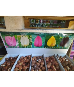 20 BULBI DI TULIPANI TULIPANO BULBI AUTUNNALI