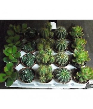 20 piante grasse in vaso cm 5,5 in varieta' mix 