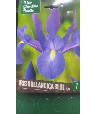 7 BULBI IRIS HOLLANDICA BLUE  BULBS BULBES