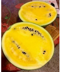BUSTA SEMI ANGURIA GIALLA 