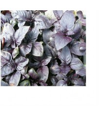 BUSTA SEMI BASILICO A FOGLIA VIOLETTA