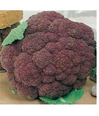 BUSTA SEMI CAVOLFIORE VIOLETTO DI SICILIA