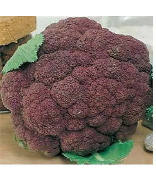 BUSTA SEMI CAVOLFIORE VIOLETTO DI SICILIA