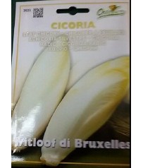 BUSTA SEMI CICORIA DI BRUXELLES WITLOOF