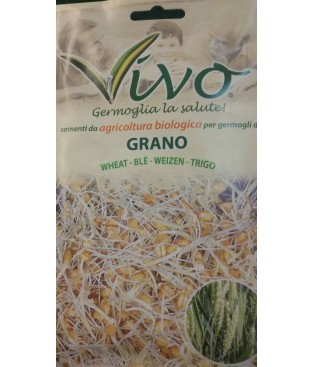 BUSTA SEMI DI  GERMOGLIO  DI GRANO     BIOLOGICO GR 30