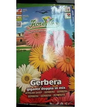 BUSTA SEMI GERBERA GIGANTE  DOPPIA IN MIX 