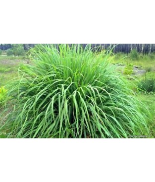 BUSTA SEMI LEMON GRASS CITRONELLA 