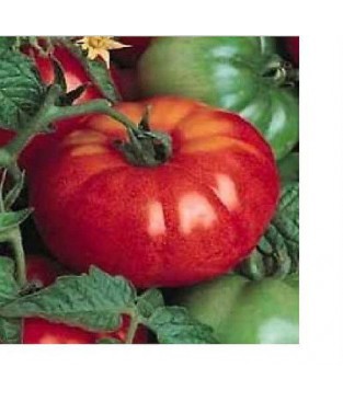 BUSTA SEMI POMODORO SUPERPRECOCE MARMANDE