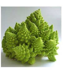 BUSTE SEMI CAVOLFIORE ROMANESCO 