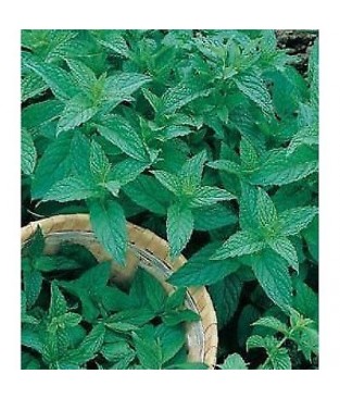 BUSTE SEMI MENTA AROMATICA  SEEDS 