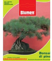 BUSTINA SEMI BONSAI DI PINO 