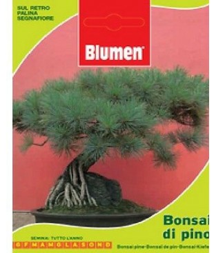 BUSTINA SEMI BONSAI DI PINO 