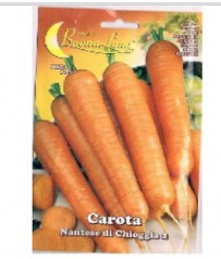 BUSTINA SEMI CAROTA NANTESE DI CHIOGGIA 2