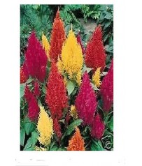 BUSTINA SEMI CELOSIA PIUMATA ALTA 