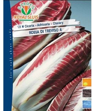 BUSTINA SEMI CICORIA ROSSA DI TREVISO 4 RADICCHIO TREVIGGIANO