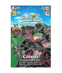 BUSTINA SEMI COLEUS ARCOBALENO