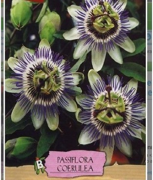    BUSTINA SEMI DI PASSIFLORA CERULEA  GR 0,40 FIORE DELLA PASSIONE 