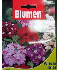 BUSTINA SEMI DI VERBENA GRANDIFLORA 