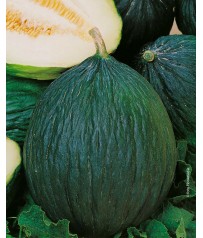 BUSTINA SEMI MELLONE TENDRAL TARDIVO VERDE