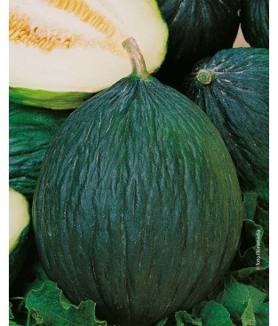 BUSTINA SEMI MELLONE TENDRAL TARDIVO VERDE