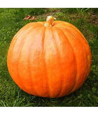 BUSTINA SEMI ZUCCA BIG MAX FRUTTI ENORMI