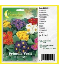    BUSTINA SEMI di primula