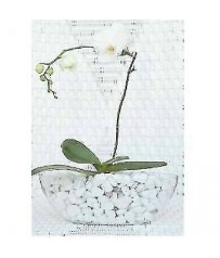 CASSETTA OVALE CM 40 IN PLASTICA PER ORCHIDEE PIANTE GRASSE ,
