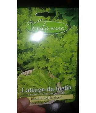 LATTUGA     BIONDA A FOGLIA RICCIA 