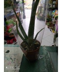 PIANTA DI  ALOE VERA IN VASETTO CM 12