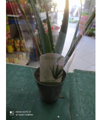 PIANTA DI  ALOE VERA IN VASO CM 10