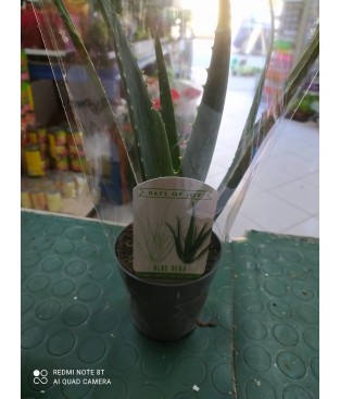 PIANTA DI  ALOE VERA IN VASO CM 10