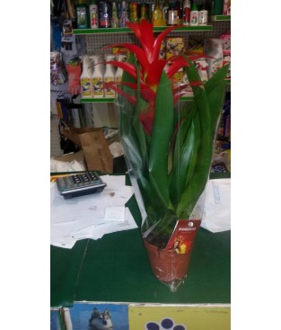 PIANTA DI BROMELIA ROSSA IN VASO CM 12