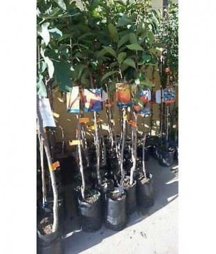 PIANTA DI CASTAGNO CASTAGNA  COMUNE IN FITOCELLA ALBERO INNESTO ANNI 2