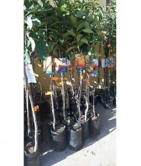 PIANTA DI CILIEGIO GROSSO DI PISTOIA  IN FITOCELLA ALBERO INNESTO ANNI 2