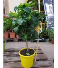 PIANTA DI LIMONE  IN VASO CM 20 H 60CM