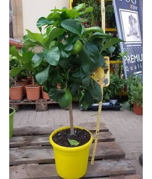 PIANTA DI LIMONE  IN VASO CM 20 H 60CM