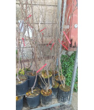 PIANTA DI MELOGRANO IN FITOCELLA Melograno Wonderful (Punica granatum)