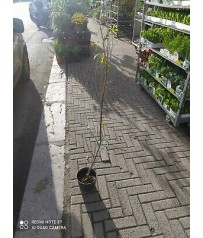PIANTA DI MELOGRANO WONDERFOOL    ALBERello foto reali 