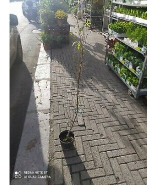 PIANTA DI MELOGRANO WONDERFOOL    ALBERello foto reali 