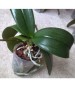 PIANTA DI ORCHIDEA PHALENOPIS SENZA FIORI DA RICOLTIVARE