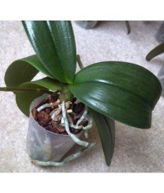 PIANTA DI ORCHIDEA PHALENOPIS SENZA FIORI DA RICOLTIVARE