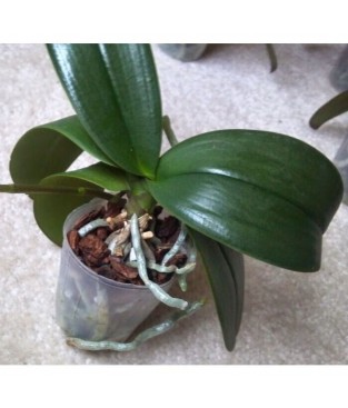PIANTA DI ORCHIDEA PHALENOPIS SENZA FIORI DA RICOLTIVARE