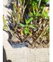 PIANTA 