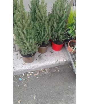 PICEA CONICA IN VASO H 90