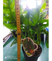 Pianta di Monstera Monkey Leaf pianta da interno pianta VASO CM 12 H 33CM