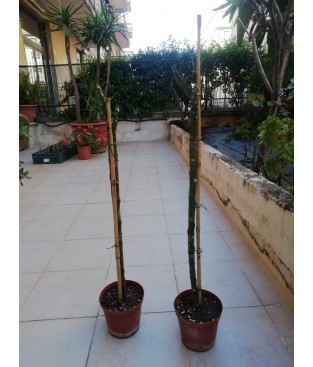 Pianta di frangipani - plumeria - pomelia bianca N 1 PIANTA