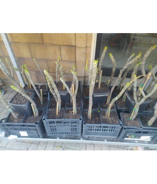 Pianta di frangipani - plumeria - pomelia biancaTALEE IN RADICAZIONE GIOVANI