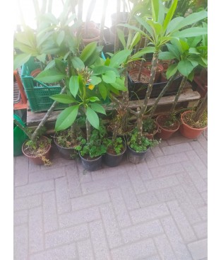 Plumeria ROSA ANTICO  Cutting & Plant - pomelia rosa profumata frangipani