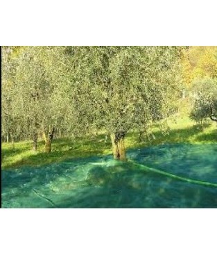 RETE PER OLIVE 6X6 ANTISPINA 