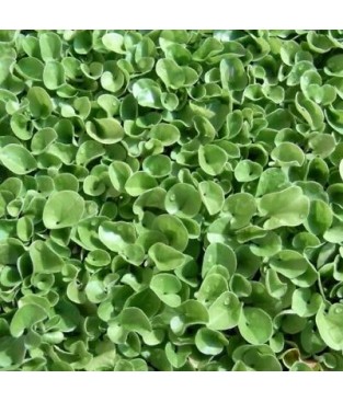 SEMENTI DI DICHONDRA  GRAMMI 100